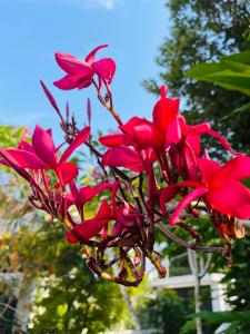 MahabageRoshe-Sky Guest House Colombo的树上一群红色的花
