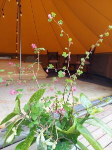 GingelomGlamping Hoeve Thenaers的花草丛的帐篷