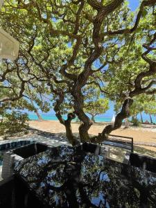 贝尔马尔Villa No2 - Sun Tan Palmar的海滩前的树和长凳