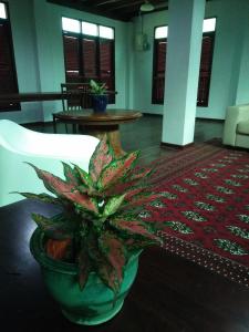 Kampung Hulu Calukthesanctuary@telagapapan的坐在桌子上的盆栽植物