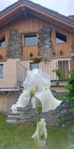 艾马维尔Valle D'Aosta a 360° - Ideal for smart working的房子前的白色花