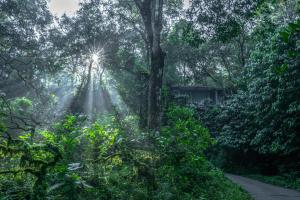 维特利Wayanad Wild - Rainforest Lodge by CGH Earth的森林中树木的阳光照耀