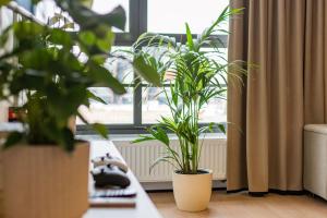 格但斯克Doki - Luxury Voyager by Grand Apartments的两盆植物坐在窗前的桌子上