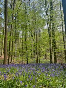 布赖恩拉勒Bois de Hal的树林里一片蓝色的花