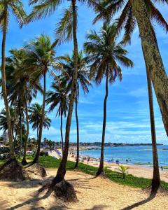 萨尔瓦多São Salvador Guest House的海滩上的一棵棕榈树
