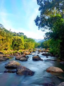 AnachalMistey Valley Munnar的一条有岩石和树木的河流