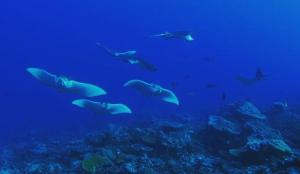 MaradhoofeydhooMorus Bliss - Divers' Preferred Hotel的一群在海洋中游泳的鱼