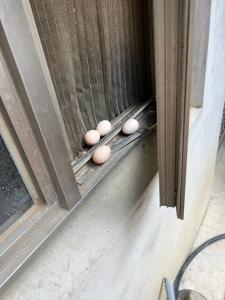 横冈下拇指園民宿的一群蛋坐在窗台上