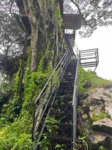 蒙纳Tree House Munnar的通往树的楼梯
