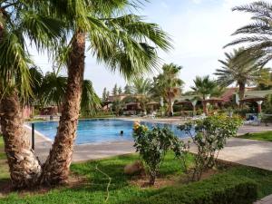 拉希迪耶Studio Wadahab House with air conditioning的棕榈树度假村的游泳池