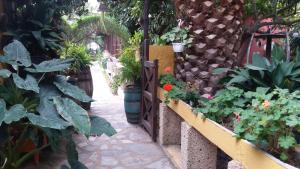圭马尔Finca Tasca Ma Lola的种有盆栽植物和木门的花园
