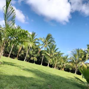 比亚米尔港Campo Duro Ecolodge的草地上一群棕榈树