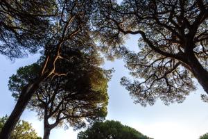 格罗塞托港太阳村露营地的两棵高大的树,背后是天空