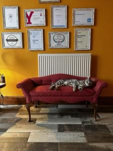 柯比穆尔赛德砖厂农舍住宿加早餐旅馆的一只猫躺在一间房间里红色的沙发上