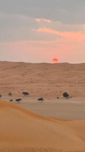 ShāhiqAlsarmadi Desert Camp的远处沙漠中树木的日落