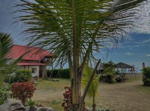 阿亚姆佩Hotel Palma Coco的房屋前的棕榈树