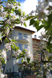 西兰德罗Residenze Mathilda的建筑物前有白色花的树
