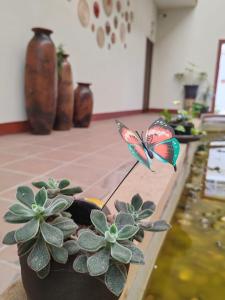 TararameoMia Bonita Hotel Boutique的一只蝴蝶坐在盆栽植物顶上