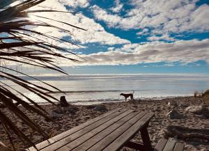 霍基蒂卡Drifting Sands Beachfront Retreat的一条狗站在海滩上,旁边是长凳
