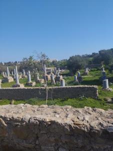 Douar ech ChottAppartement 2 à Carthage byrsa的墓地,树从岩石中长出来