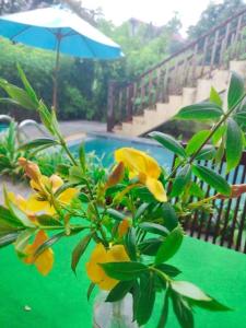 An Bàn (2)Lama Beach Villa的一个带游泳池的桌子上一个黄色花瓶