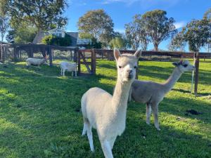 索尔万Anavo Farm’s Chic Sheep Retreat的两个美洲驼站在草地上