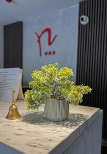 蒂米什瓦拉Hotel Neon的坐在桌子上的小盆景树
