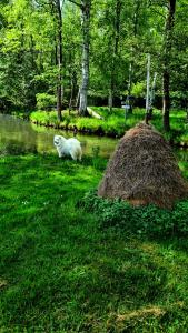 布尔格Kauperhaus的一条白狗坐在河边的草地上