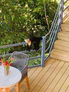 奥霍查尔Villas en el Bosque的一只黑猫站在甲板上的栏杆上