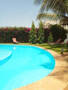 索蒙Villa Savana的一个带两把椅子和棕榈树的大型蓝色游泳池