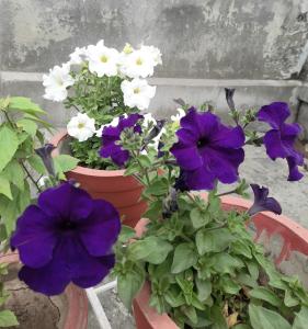 戈勒克布尔Gokul PG Homestay的盆中紫白色的花