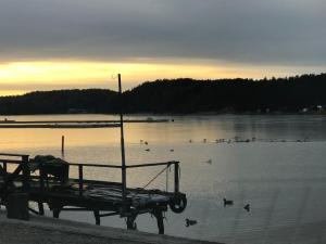 韦姆德Litet modernt fristående hus i Skärgården på Värmdö, Stockholm的一群鸭子在湖中游泳,湖上有一个码头