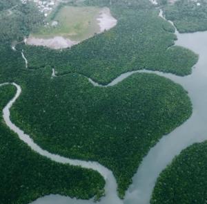 LikupangCamping Rein apwisindo desa sarawet的享有亚马逊河和森林的空中景色