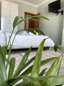 地拉那Agroni Rooms的一种位于房间中的植物,床在后面