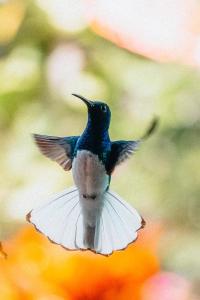 洛斯纳兰霍斯Villa Maria Tayrona, Jungle and Sea Experience的一只 ⁇ 的鸟在空中飞翔