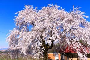 高山Fujiiso (Adult Only)的田野上一棵花白的树