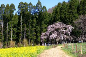 高山Fujiiso (Adult Only)的田野旁的土路上的树