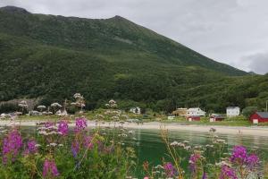 MefjordværNorwegian house Maria Stua的一座小镇,毗邻一座种着紫色花的山