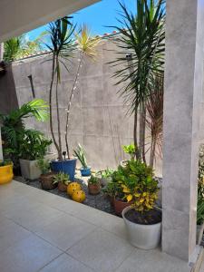 拉巴拉德纳圣米格尔Casa Meu Cantinho的庭院里一群棕榈树和植物
