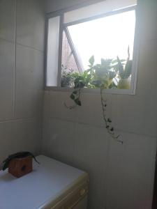 阿雷格里港Próximo ao Consulado - Quarto Inteiro的浴室设有窗户,里面装有植物