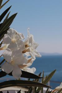 阿齐亚佩拉加半岛Spa度假村的背景中与海洋相映的白色花朵