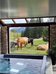 雷克罗塞Mountain Lodge, Les Crosets的一群牛站在游泳池附近的草地上