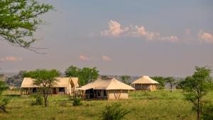 塞伦盖蒂国家公园Serengeti Malaika Luxury Camp的一群在树丛中的帐篷