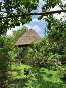 MpigiMpanga Nature Center的草屋中茅草屋顶的小小屋