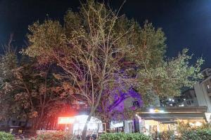 ChinchwadSuper Townhouse OAK Gharonda Residency Near Sant Tukaram Nagar Metro Station的夜晚在建筑物前的树