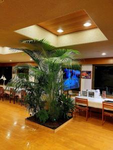 FutoIzu One Club - Vacation STAY 20411v的一间带电视的客房内的大棕榈树