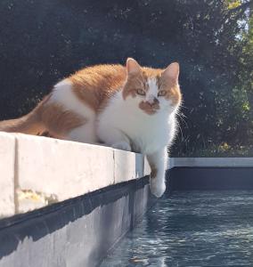 格罗斯皮耶尔雷Mas Notre-Dame, Jardin petit paradis, literie haut de gamme的一只橙色和白色的猫坐在水边的墙上