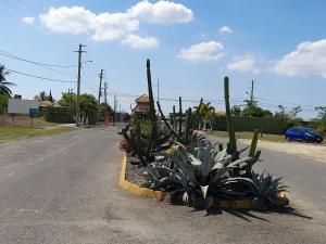 Spanish TownSeville Meadows 3 - Johns Road Spanish Town的公路边的一组植物