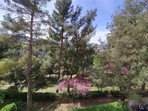 安科纳La Casa di Giulia的公园里一群种有粉红色花的树木