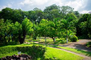 福尔图纳Arenal Descanso的穿过树木和草地的公园的路径